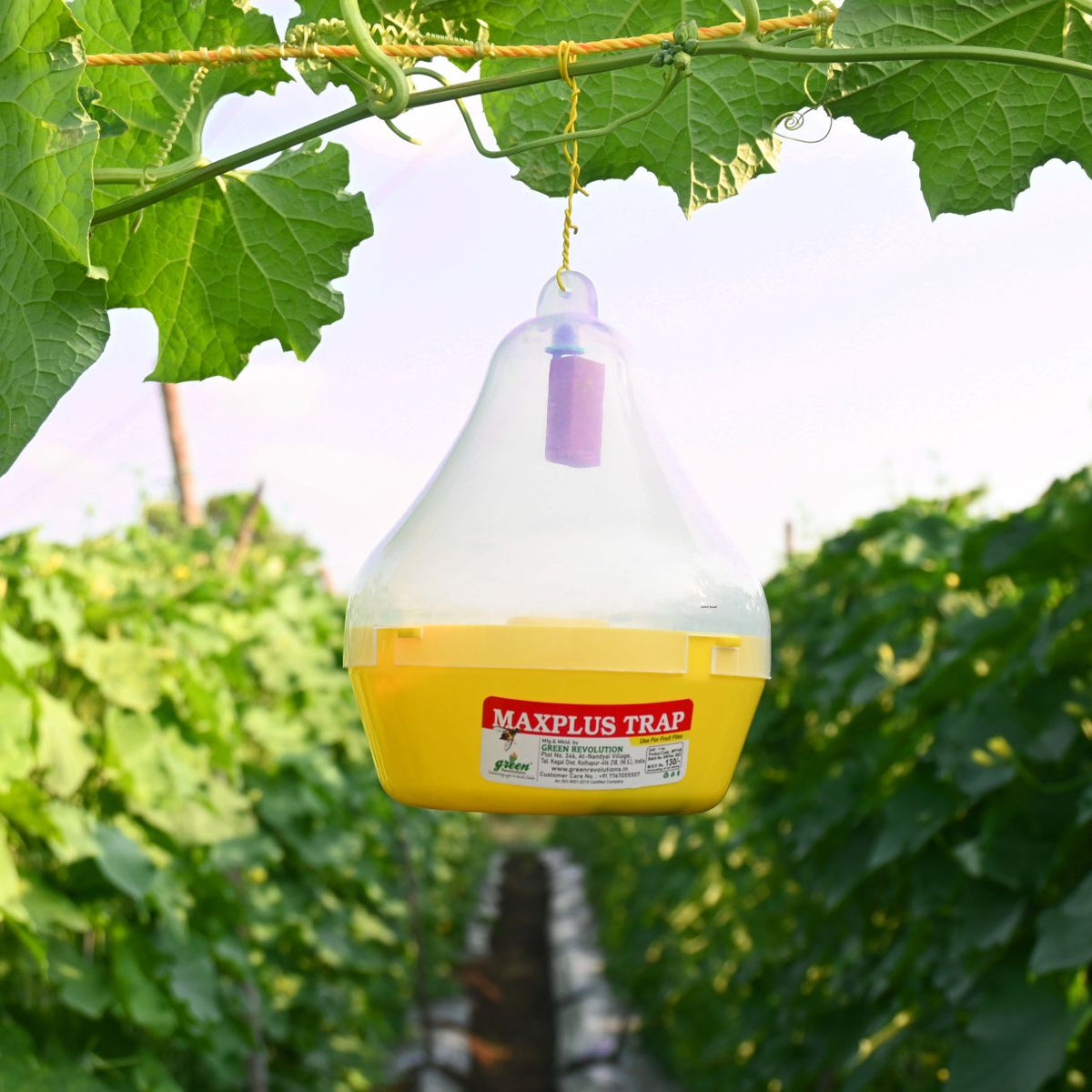 Maxplus Trap For Fruit Fly (Only Maxplus Trap)