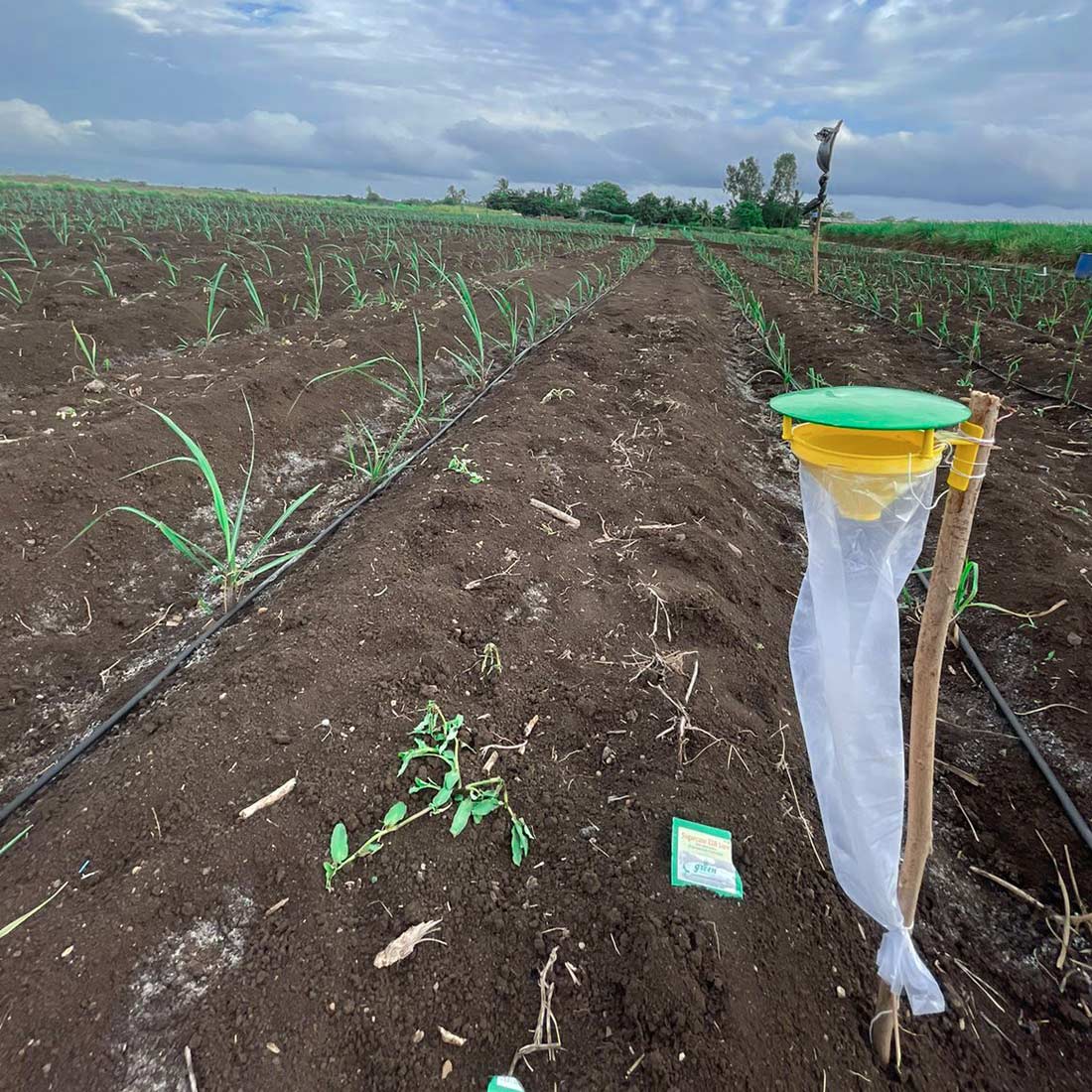Pheromone Lure for Sugarcane Early Shoot Borer Control| Sugarcane ESB lure | Sugarcane ESB Pheromone Lure for Sugarcane Early Shoot Borer (Chilo infuscatellus)