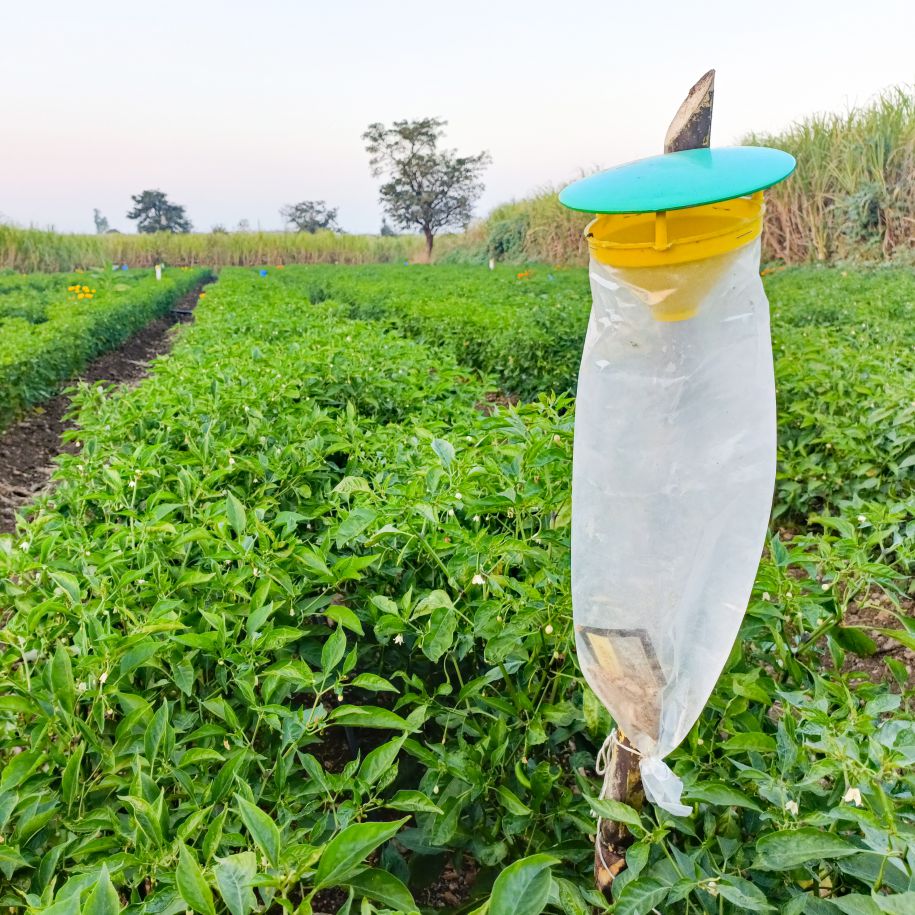 Spod-O Pheromone Lure for Spodoptera litura | Tobacco Caterpillar Pheromone lure | Spod-O Lure For Spodoptera litura | Tobacco Caterpillar Pheromone Lure