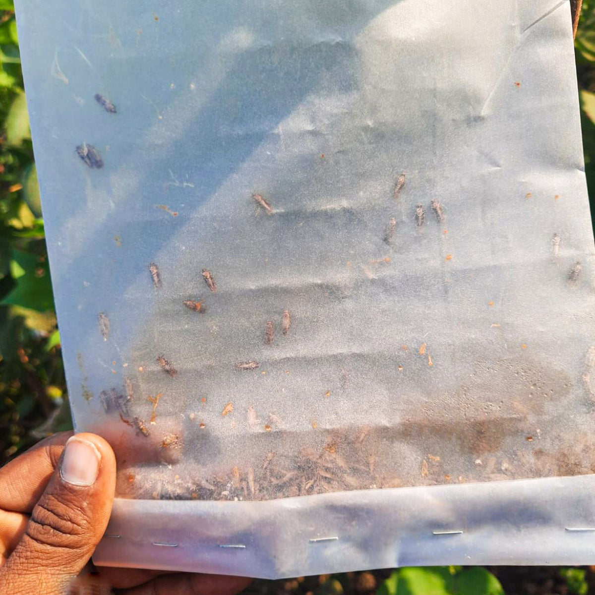 Funnel Trap With Gulabi Fly Lure For Pink Bollworm (Pectinophora gossypiella) | Pheromone Trap for cotton