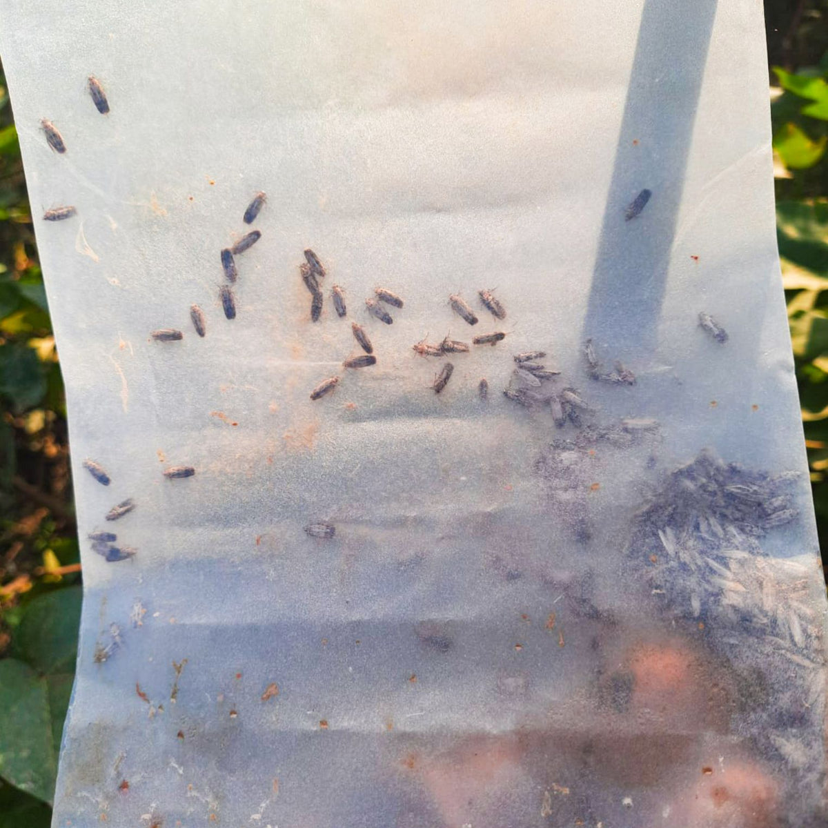 Gulabi Fly Lure | Pink Bollworm (Pectinophora gossypiella) Pheromone Lure for Cotton |Gulabi Fly Lure For Pink bollworm In Cotton | Pink Bollworm Pheromone Lure