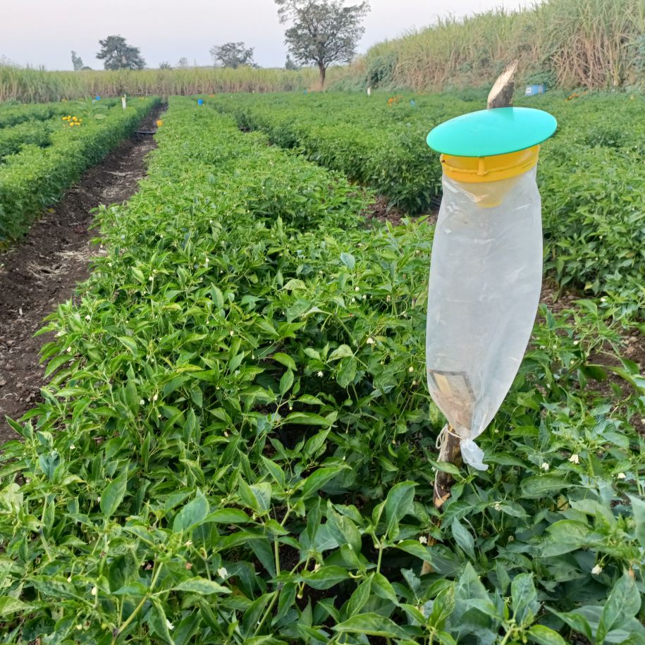 Funnel Trap With Spod-O Lure For Tobacco Caterpillar (Spodoptera litura)| Pheromone Trap For Tobacco Caterpillar