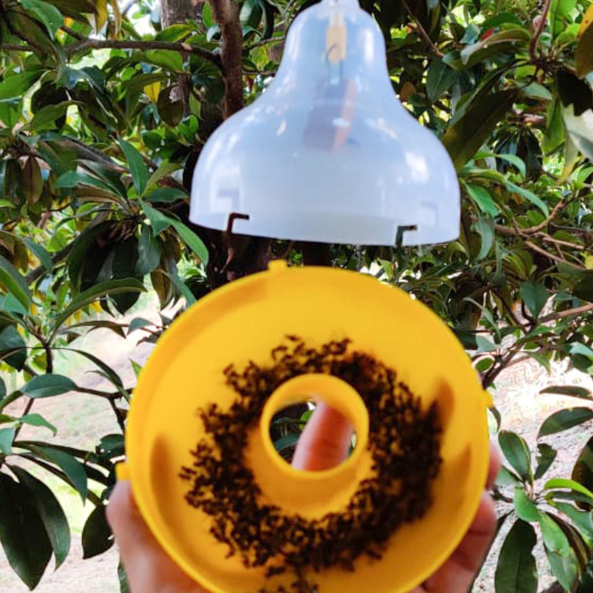 Maxplus Trap With Fruit Fly Lure For Fruit Crops | Fruit Fly Trap For Horticulture Fruit Crops