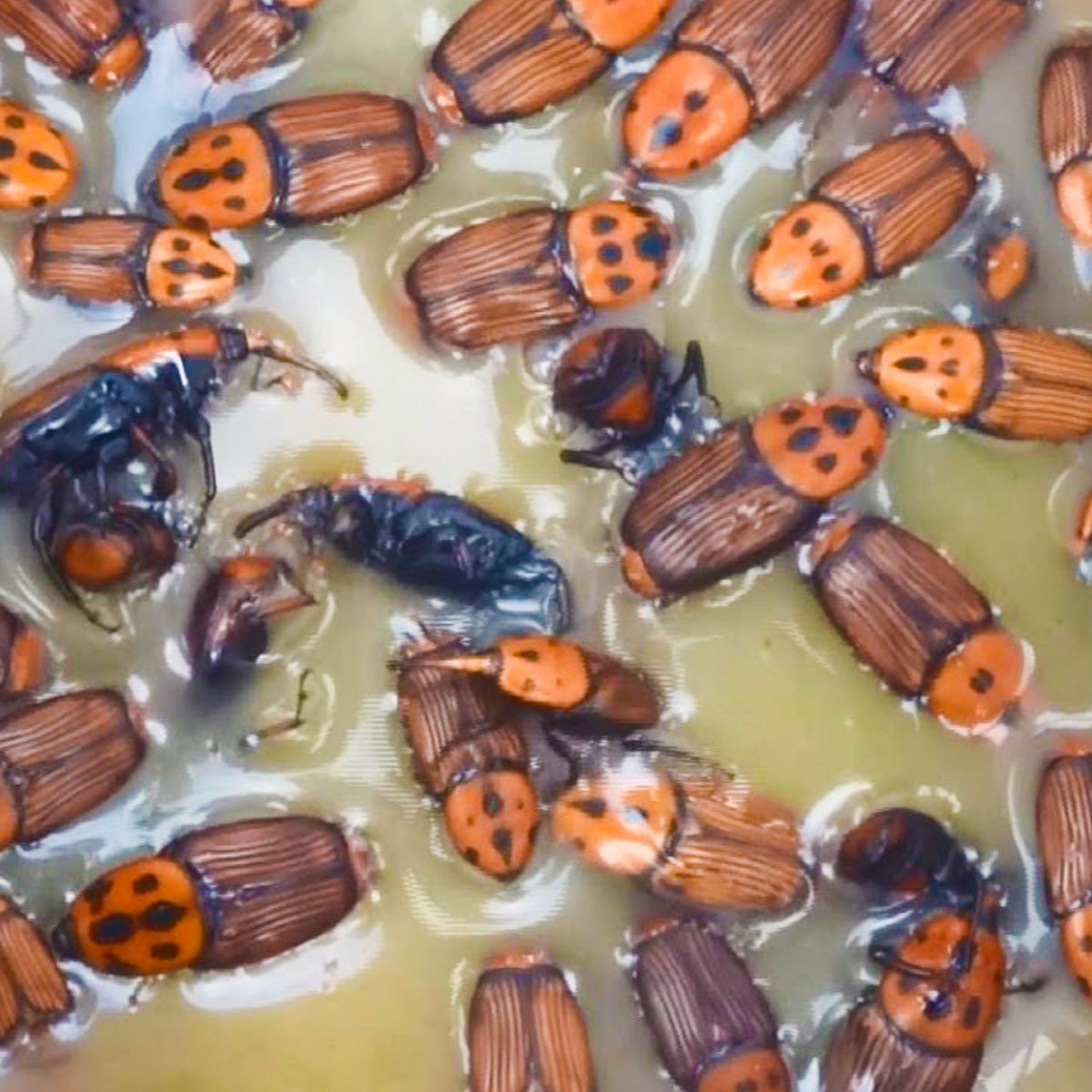 Pheromone Lure for Red Palm Weevil Control | Red Palm Lure | Red Palm Weevil (Rhynchophorus ferrugineus)