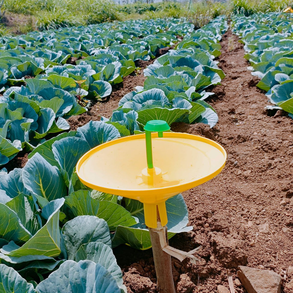 Water Trap With DBM Lure For DiamondBack Moth(Plutella xylostella) | Pheromone Trap For Cabbage