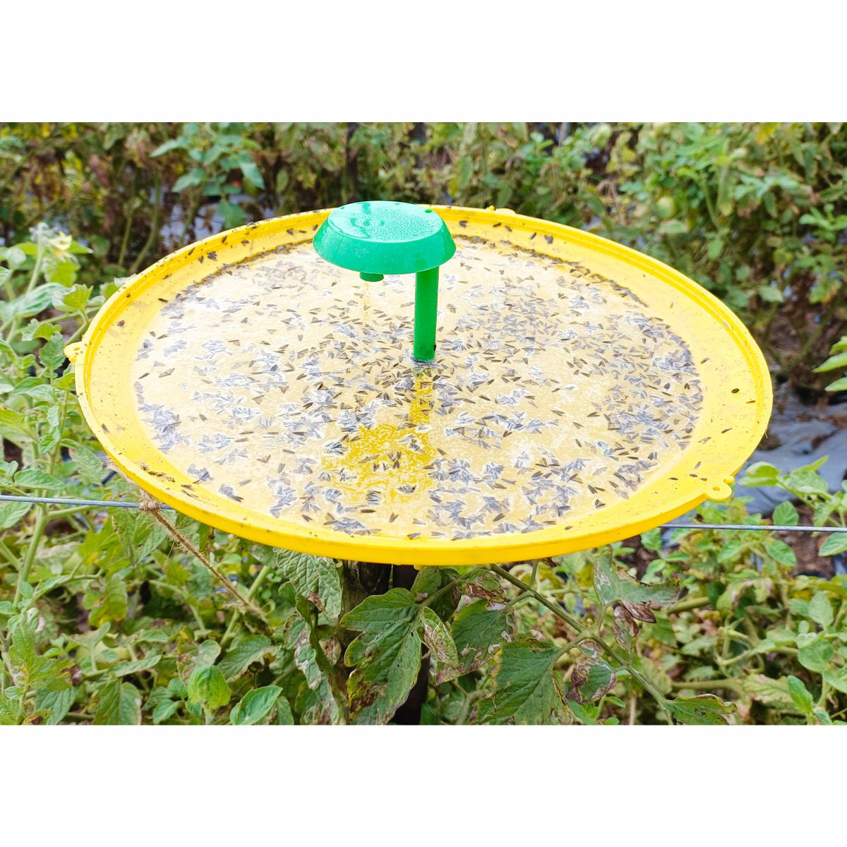 Water Trap With Tu Tom Lure For Tomato Leaf Miner | Pheromone Trap For Tomato Leaf Miner
