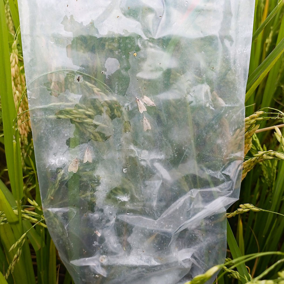 YSB Pheromone Lure for Paddy | Rice Yellow Stem Borer (Scirpophaga incertulas) Lure