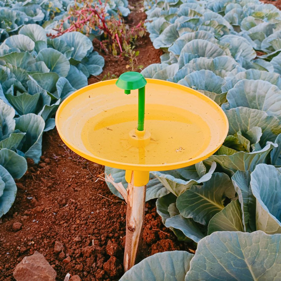 Water Trap With DBM Lure For DiamondBack Moth(Plutella xylostella) | Pheromone Trap For Cabbage