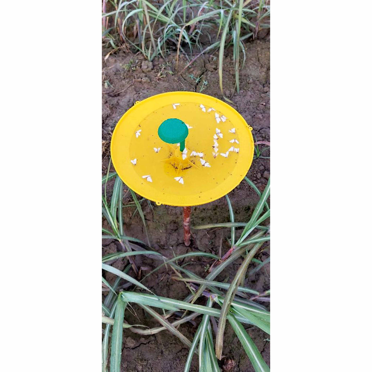 Pheromone Lure for Sugarcane Top Borer Control| Sugarcane Top B Lure | Sugarcane Top Borer (Scirpophaga excerptalis) Control
