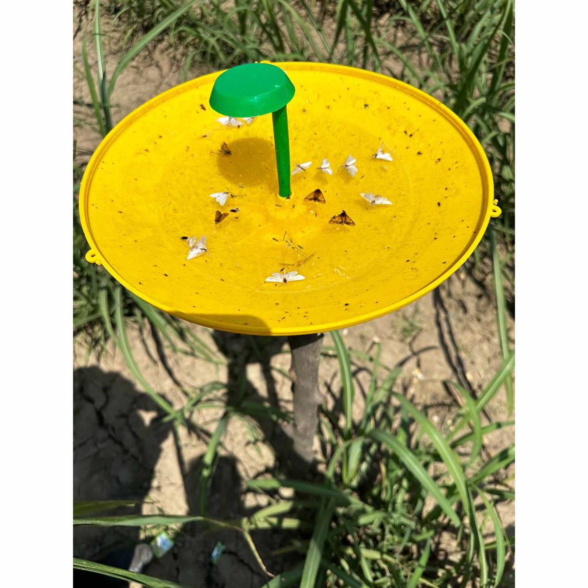 Pheromone Lure for Sugarcane Top Borer Control| Sugarcane Top B Lure | Sugarcane Top Borer (Scirpophaga excerptalis) Control