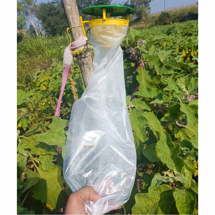 Brinjal Pheromone Lure for Fruit Shoot Borer Control | Brinjal Pheromone Lure for Leucinodes orbonalis Control