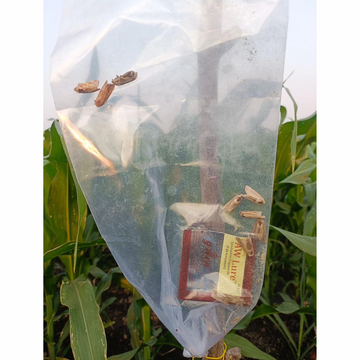 Pheromone Lure for Fall Armyworm Control| FAW lure | FAW (Spodoptera frugiperda) Pheromone Lure for Maize