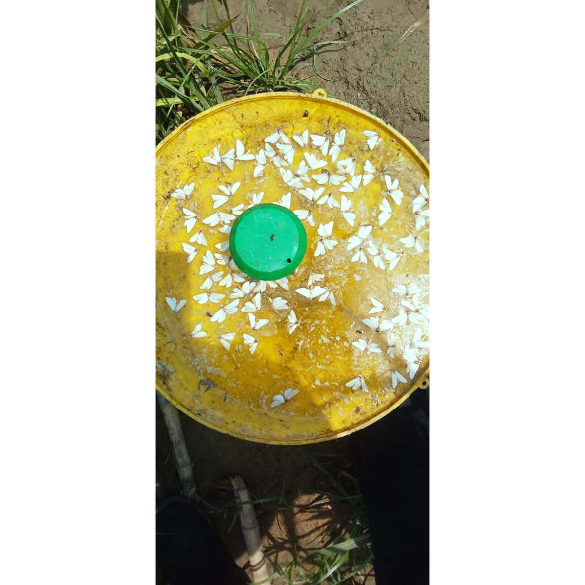 Pheromone Lure for Sugarcane Top Borer Control| Sugarcane Top B Lure | Sugarcane Top Borer (Scirpophaga excerptalis) Control