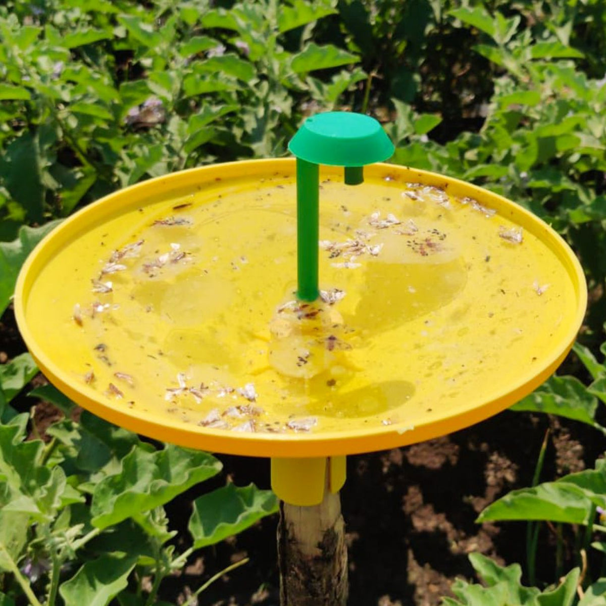 Water Trap With Brinjal Lure For Brinjal | Pheromone Trap For Brinjal Fruit Shoot Borer  (Leucinodes orbonalis)