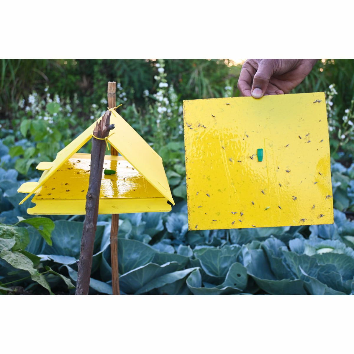 Delta Trap With DBM Lure For DiamondBack Moth(Plutella xylostella) | Pheromone Trap For Cabbage