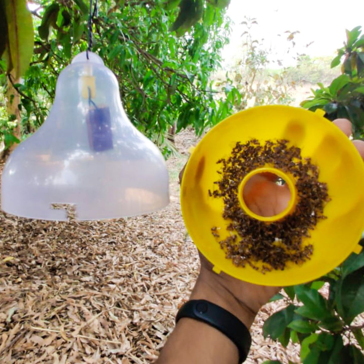 Fruit Fly Lure | Fruit Fly Trap Lure for Bactrocera dorsalis, Bactrocera zonata & Bactrocera correcta | Long-Lasting Fruit Fly Attractant for Mango, Guava & Fruit Crops