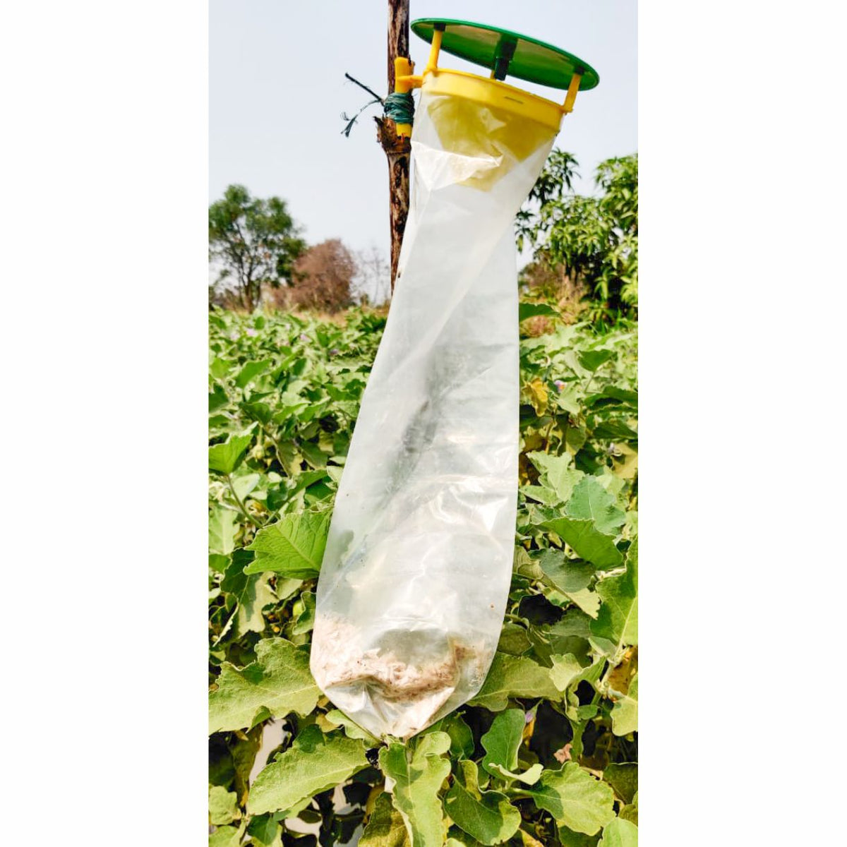 Funnel Trap With Brinjal Lure For Brinjal | Pheromone Trap For Brinjal Fruit Shoot Borer(Leucinodes orbonalis)