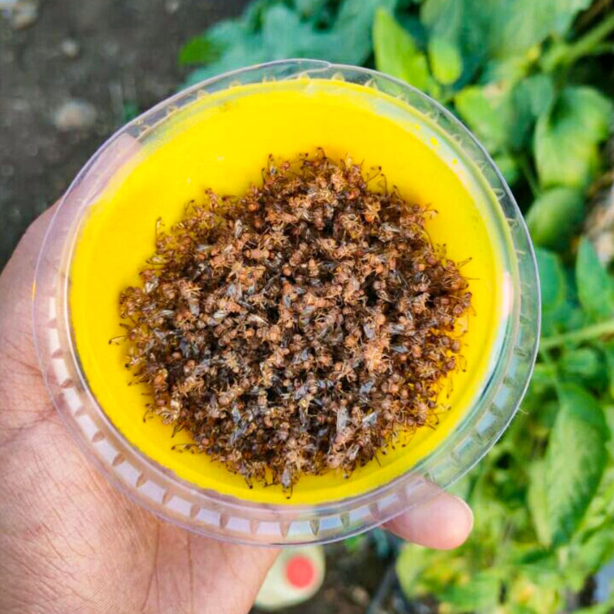 Fruit Fly Lure | Fruit Fly Trap Lure for Bactrocera dorsalis, Bactrocera zonata & Bactrocera correcta | Long-Lasting Fruit Fly Attractant for Mango, Guava & Fruit Crops