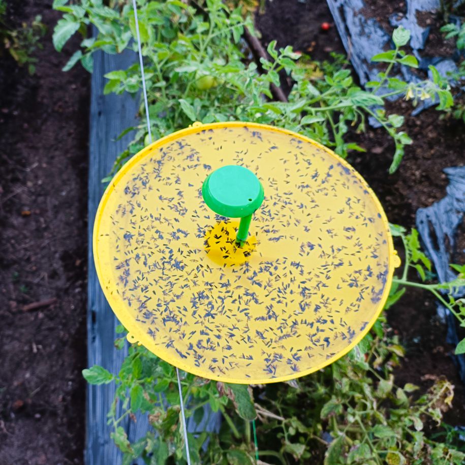Water Trap  For Tomato & Brinjal (Only Water Trap)