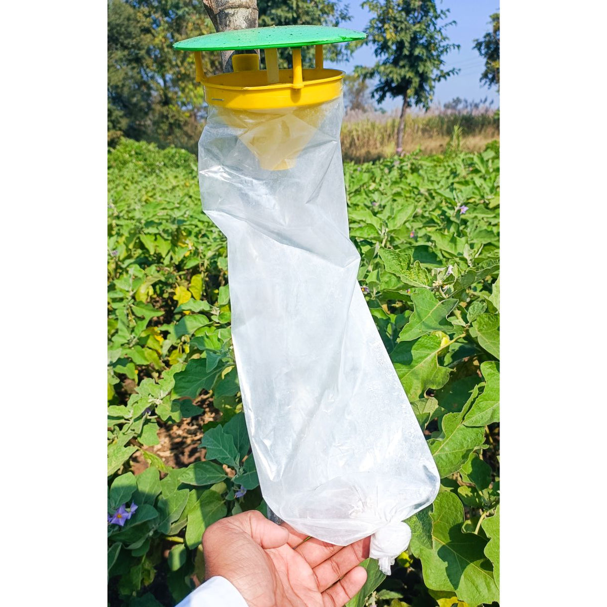 Funnel Trap With Brinjal Lure For Brinjal | Pheromone Trap For Brinjal Fruit Shoot Borer(Leucinodes orbonalis)