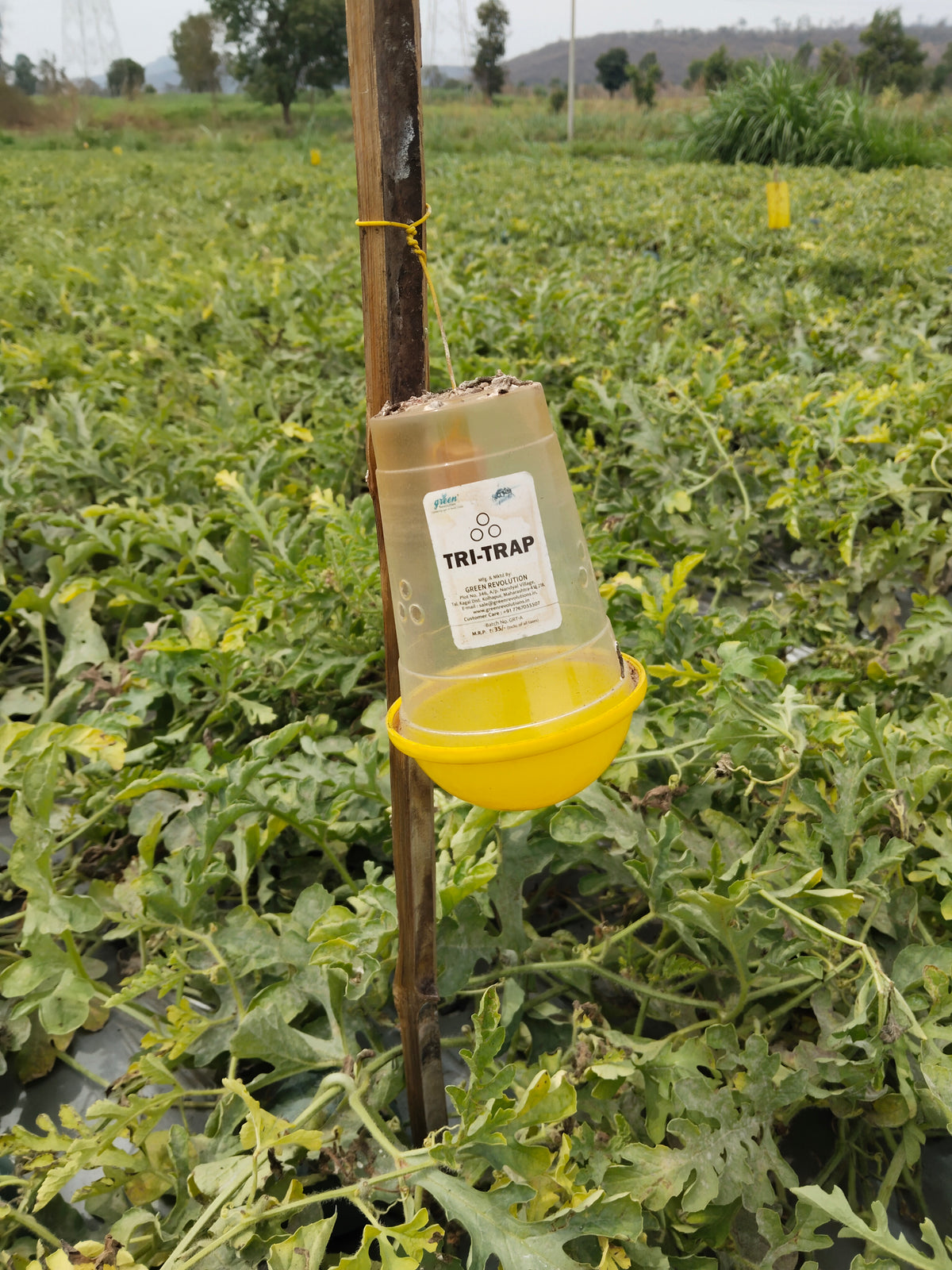 TRI Trap (Fruit fly Trap) For All Fruits & Vegetables crop (Only Trap)