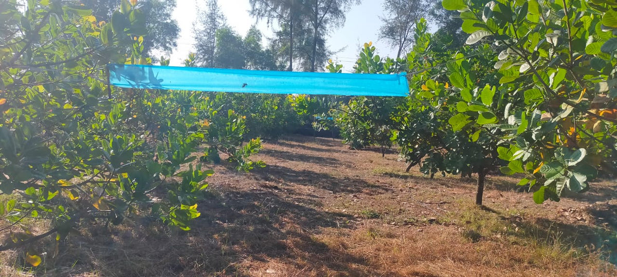 Blue Sticky Roll Big | Blue Sticky Roll For Polyhouses,Tea gardens and Nurseries