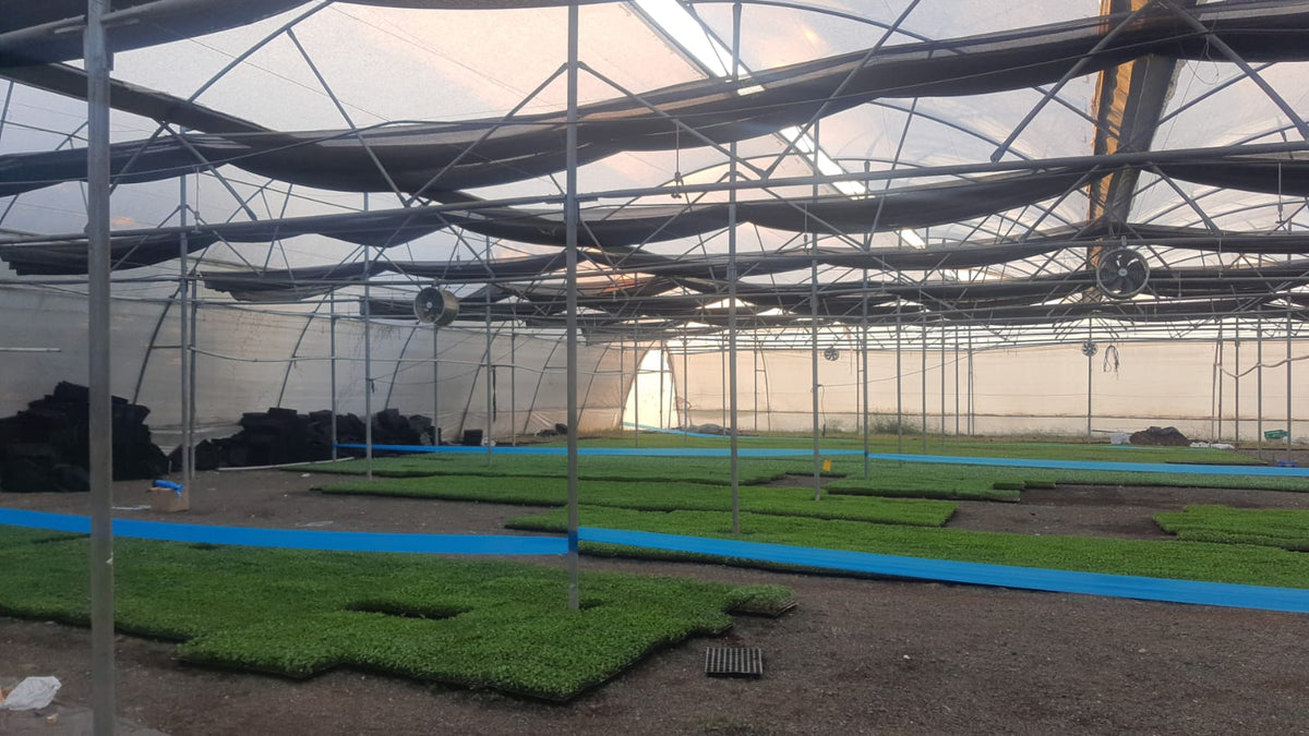 Blue Sticky Roll Big | Blue Sticky Roll For Polyhouses,Tea gardens and Nurseries