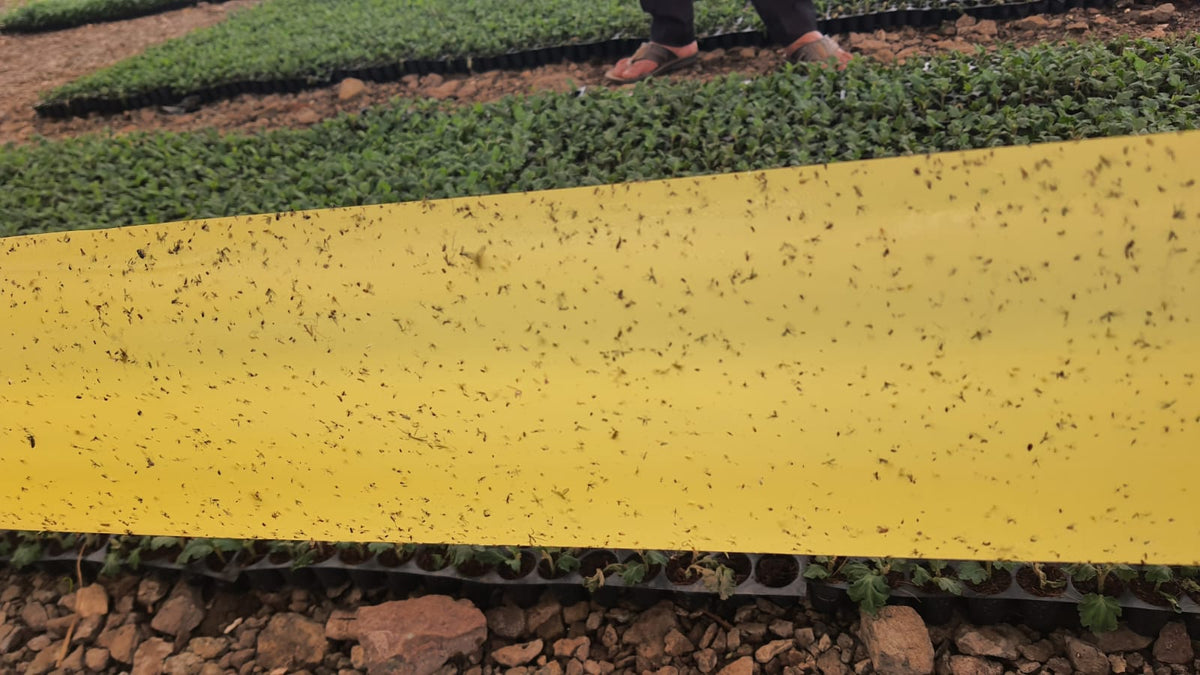 Yellow Sticky Rolls Big| Yellow Sticky Roll for Polyhouse,Nurseries,Tea Gardens