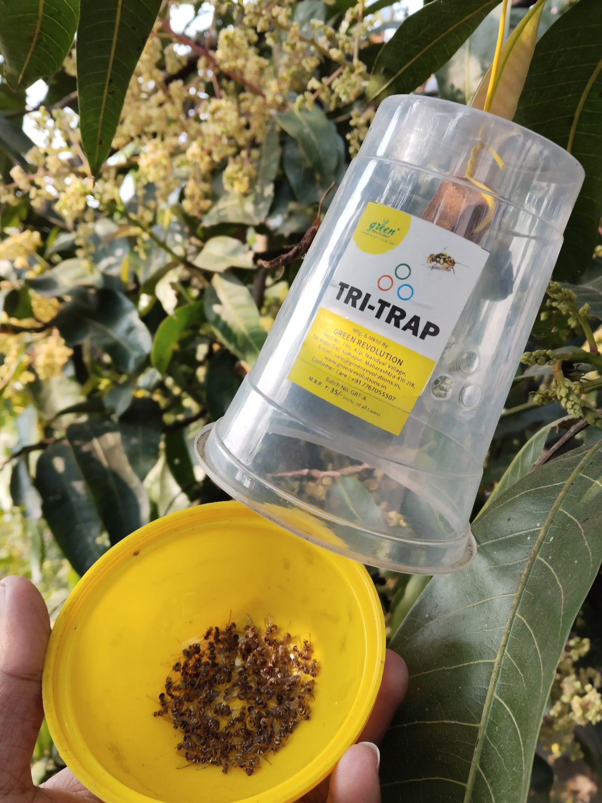 Fruit Fly Trap/ TRI-Trap With Fruit Fly Lure For Mango and Fruit Crops | Mango Fruit Fly Trap