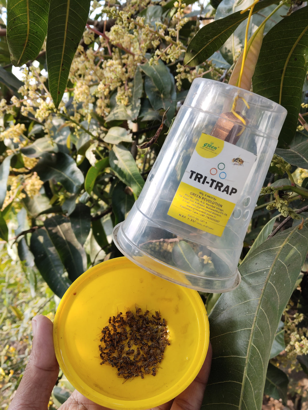 Fruit Fly Lure | Fruit Fly Trap Lure for Bactrocera dorsalis, Bactrocera zonata & Bactrocera correcta | Long-Lasting Fruit Fly Attractant for Mango, Guava & Fruit Crops