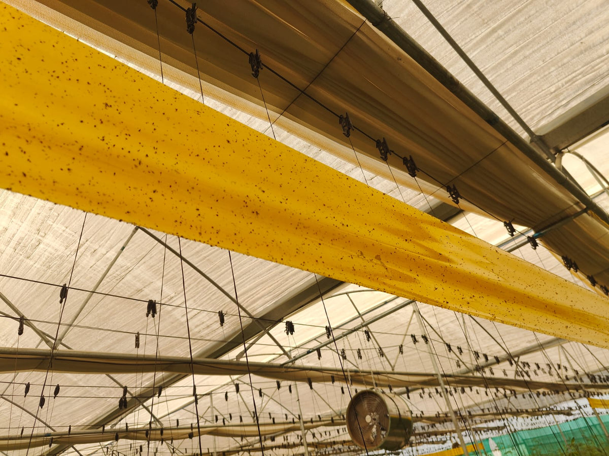 Yellow Sticky Rolls Big| Yellow Sticky Roll for Polyhouse,Nurseries,Tea Gardens
