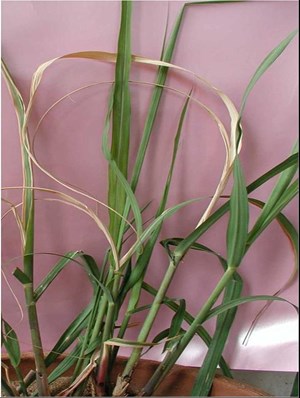 Funnel Trap with Sugarcane ESB Lure For Sugarcane Early Shoot Borer(Chilo infuscatellus) | Pheromone Trap for Sugarcane