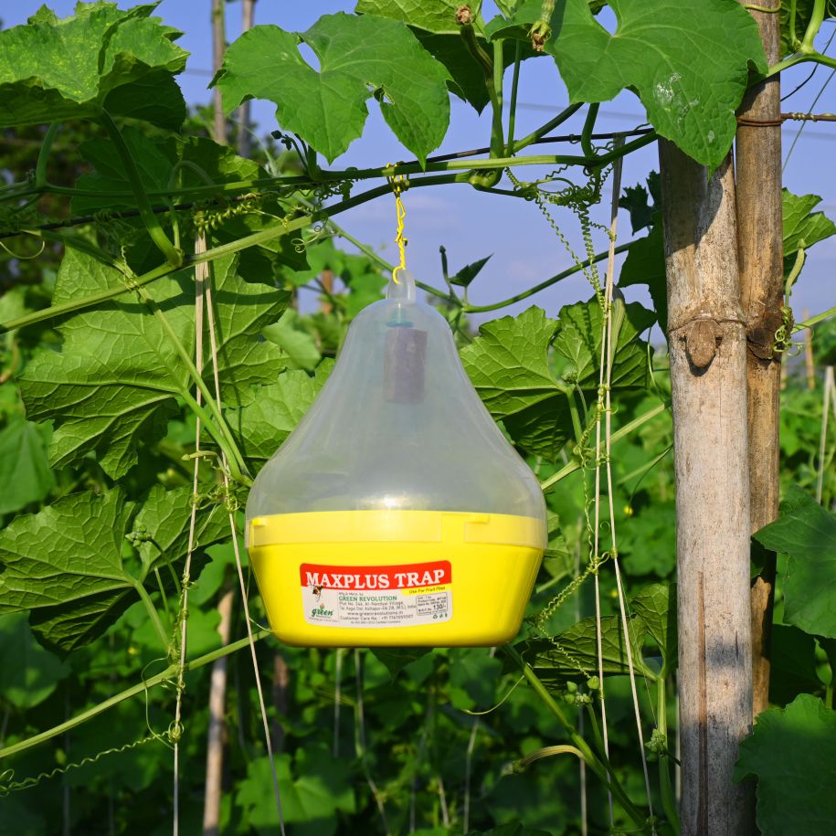 Melon Fly Lure for Melon Fruit Fly | Effective Fruit Fly Lure for Melons & Cucurbit| Vegetables crops
