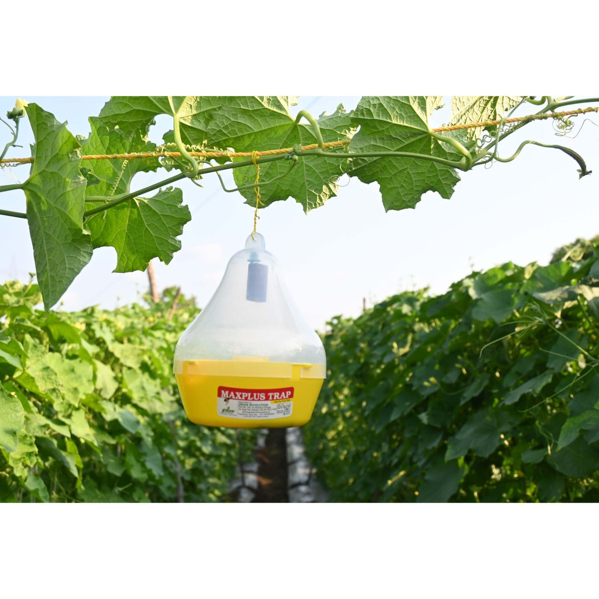 Maxplus Trap With Melon Fly Lure For Cucurbits | Fruit Fly Trap For Melons and Cucurbits