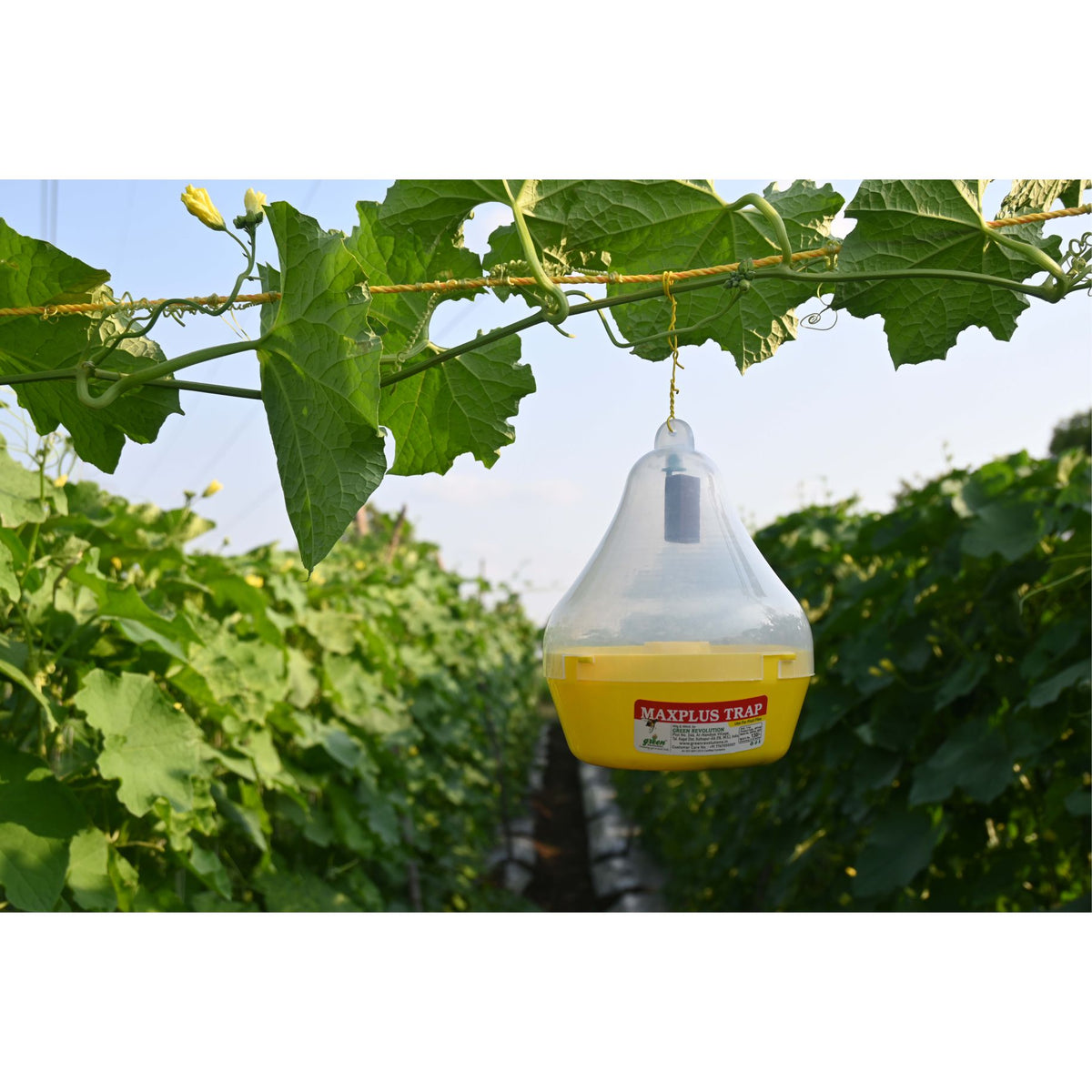 Maxplus Trap For Fruit Fly (Only Maxplus Trap)