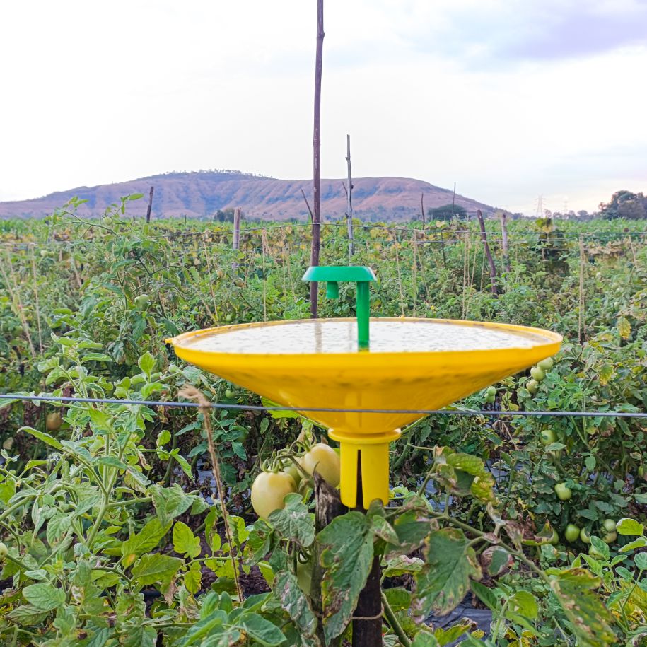 Pheromone Lure for Tomato leaf Miner Control| Tu Tom Lure | Tomato Leaf miner (Tuta Abosulta)